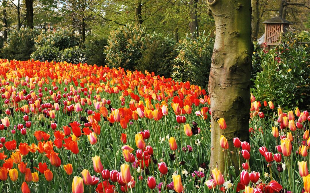 Top Springtime Blooms Around the World