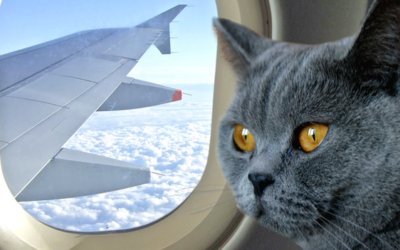 How to Fly with Severe Pet Allergies