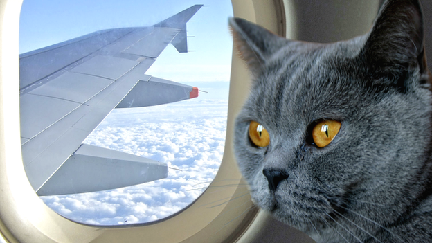 How to Fly with Severe Pet Allergies