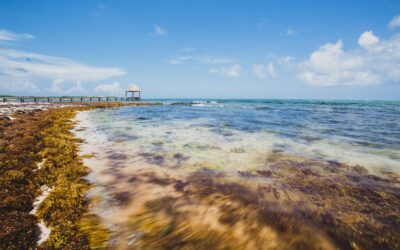 The Sargassum Situation: When Seaweed Threatens Your Tropical Vacation