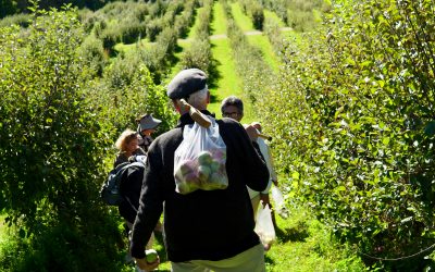 Agrotourism: Growing a New Kind of Travel Experience